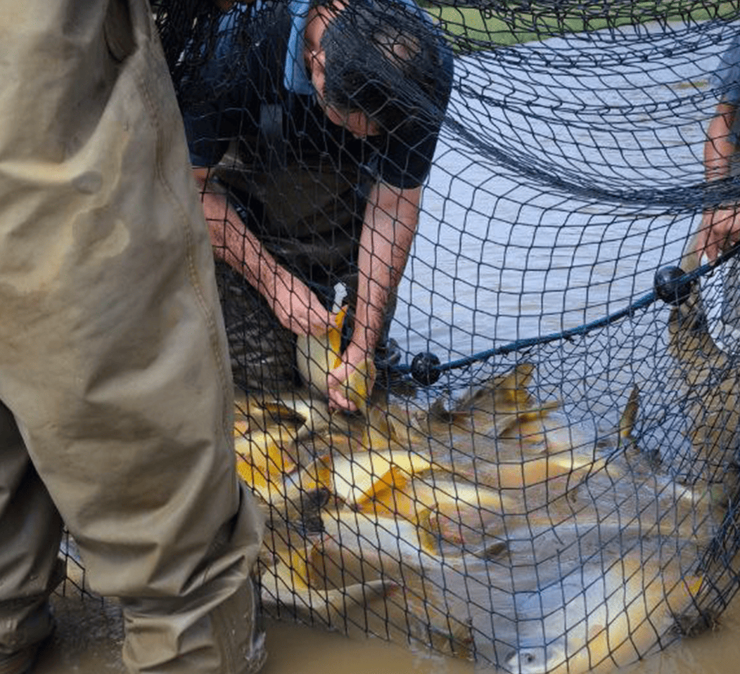 Área cría alevines