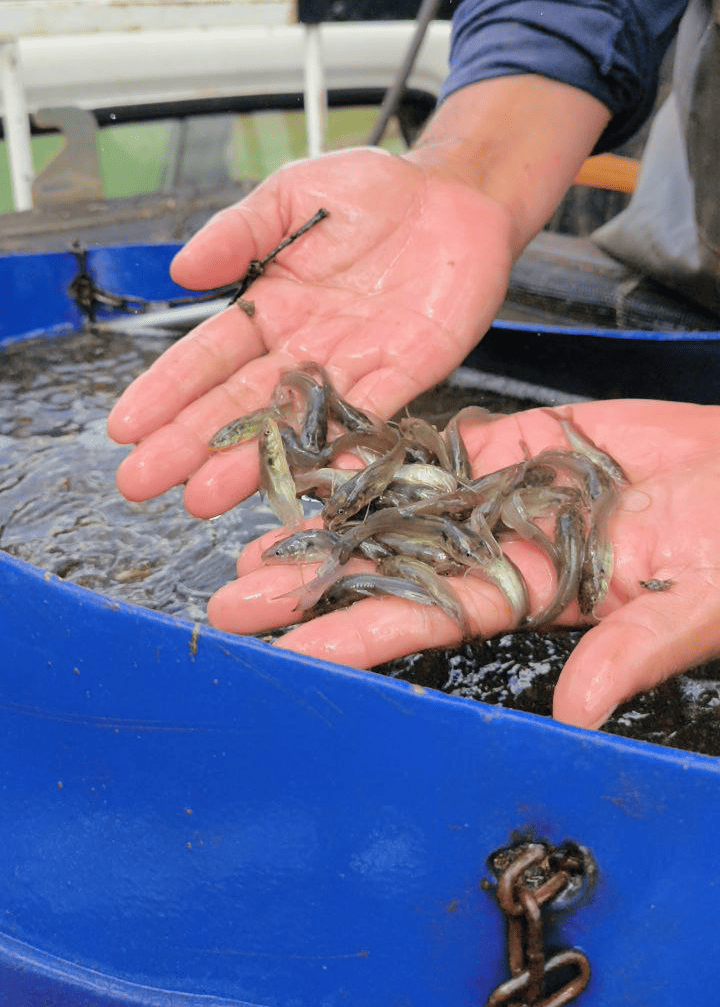 Producción de Alevines